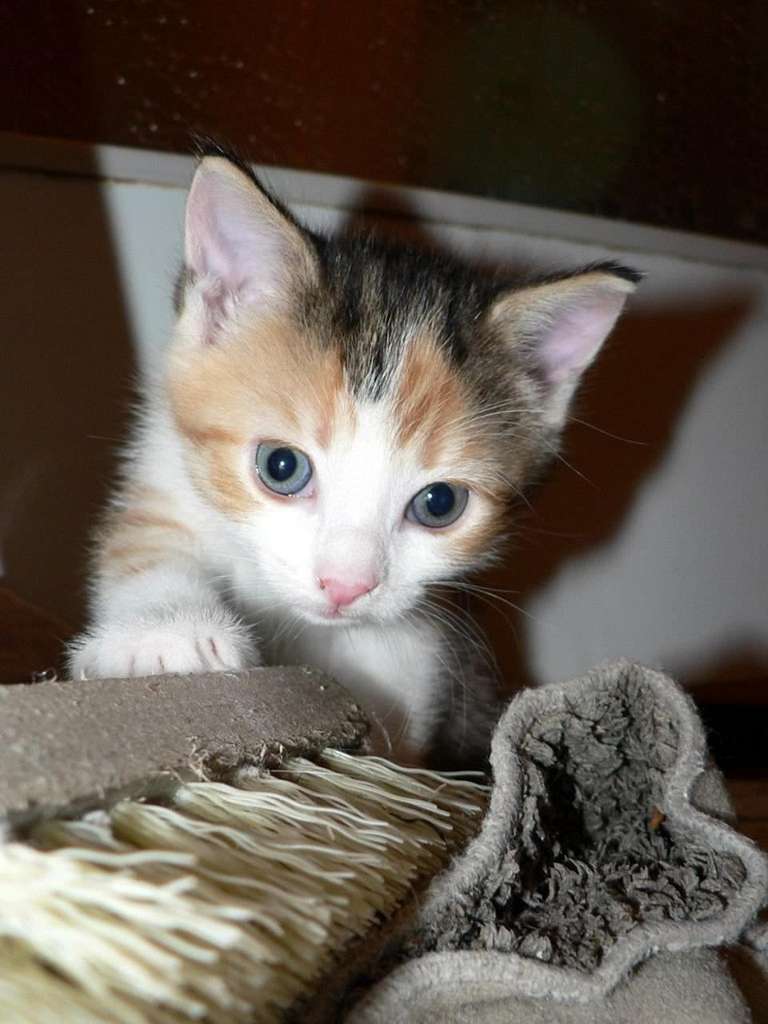 LocalCouncils.co.uk tweet media