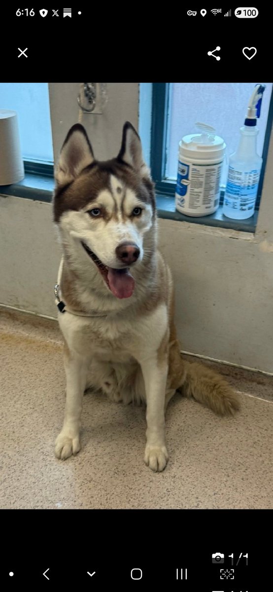 Julie🌻🐾 tweet media