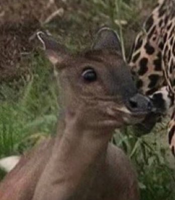 janmarko tweet media