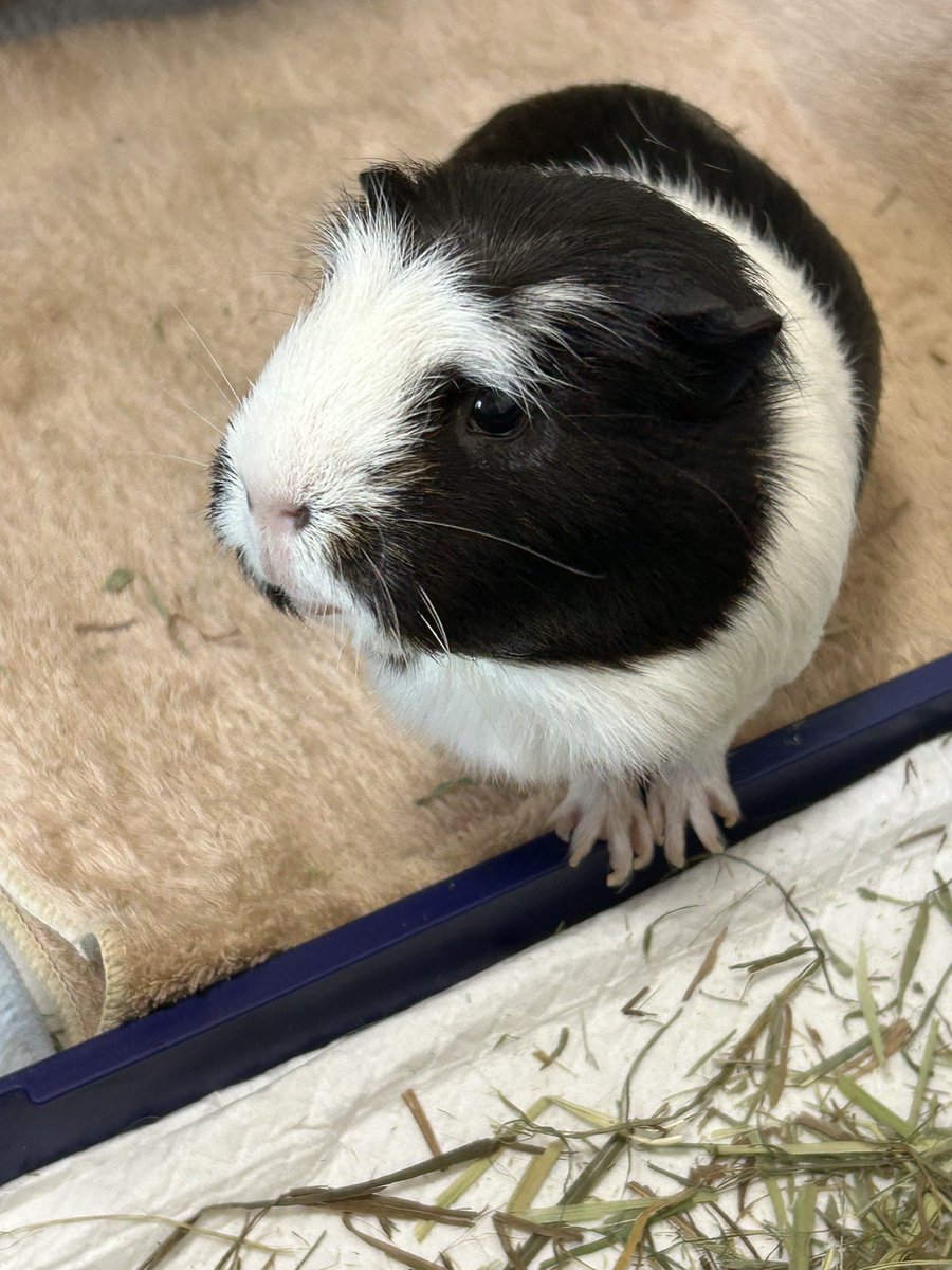 もるぱんだ tweet media