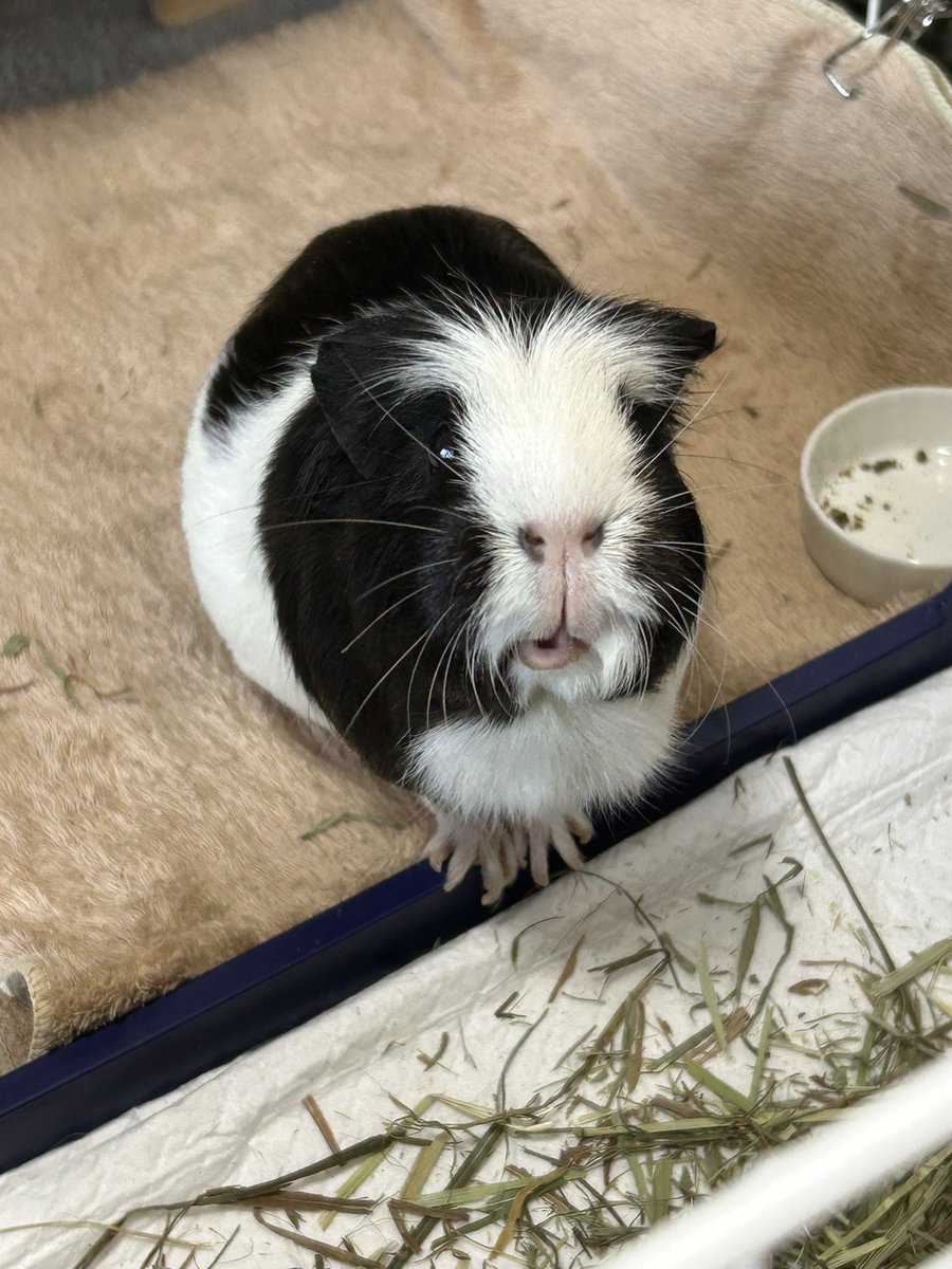 もるぱんだ tweet media