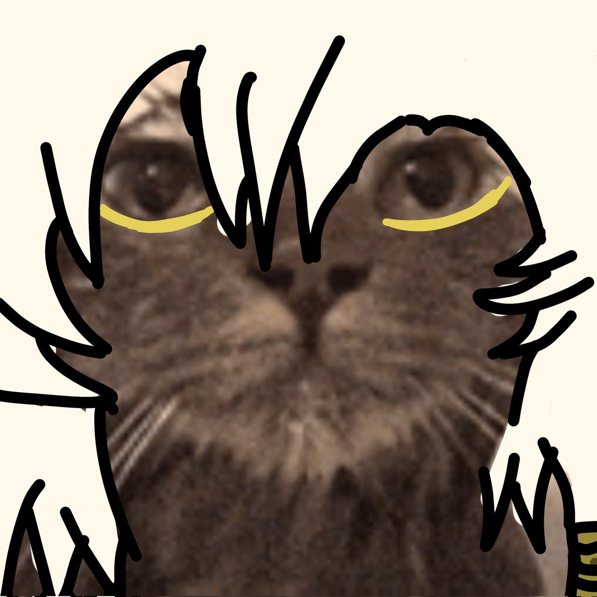 Evariste | Spicebush EGO tweet media