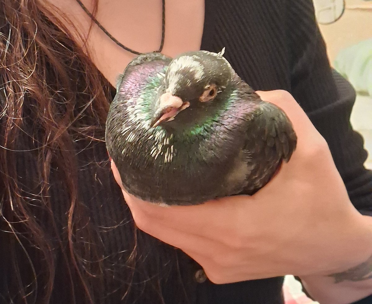 Soihartze tweet media