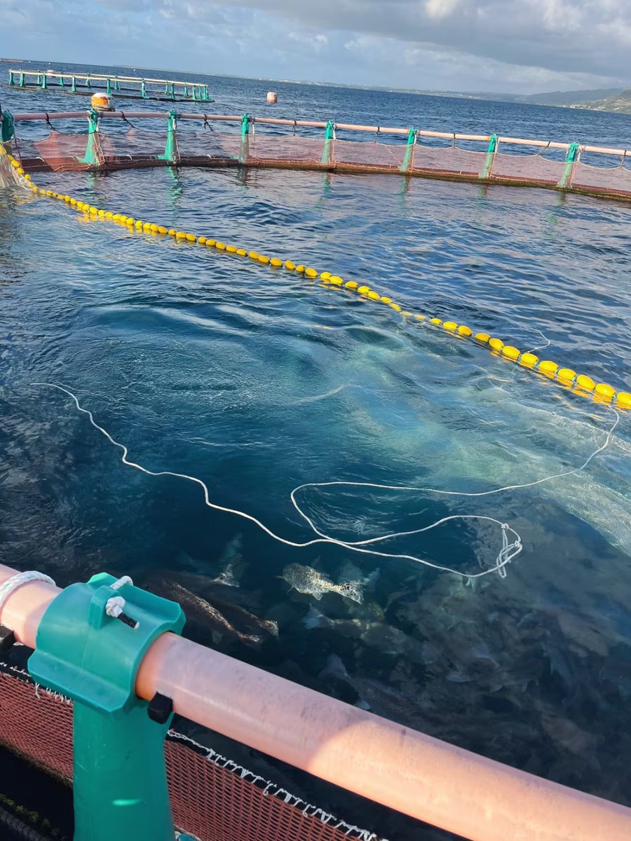 Sea Delight tweet media