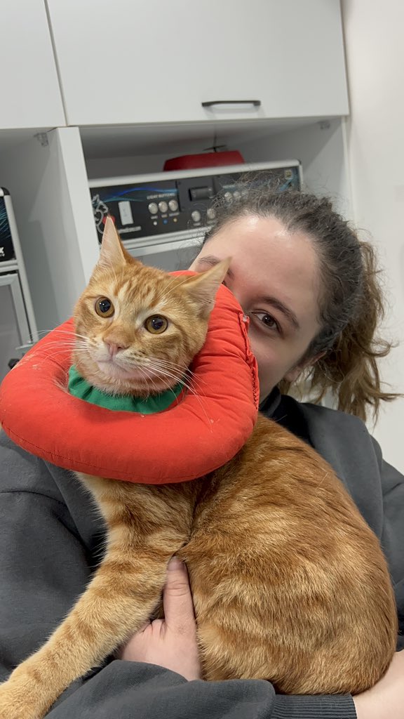 🐶 Bella&Simba 🦁 tweet media