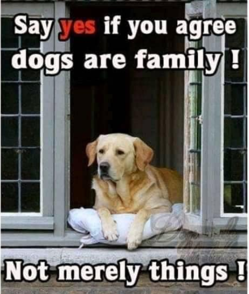 Tweets of Dogs tweet media