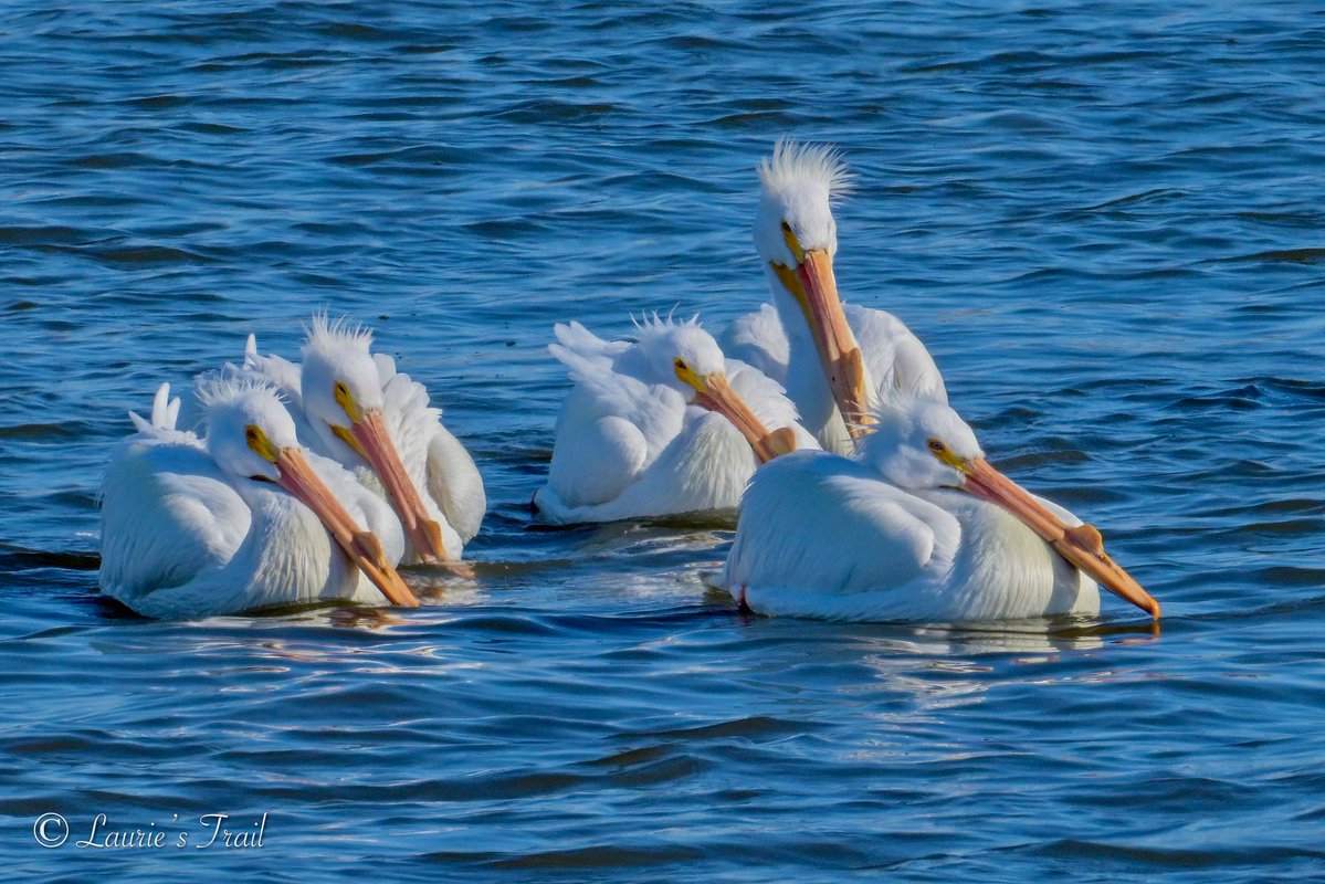 WillCoForestPreserve tweet media