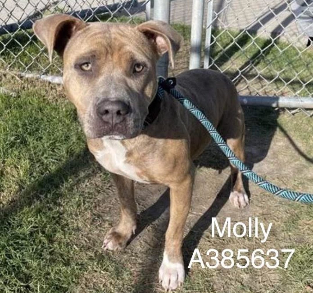 Jade 💔🐾🐾🐕 tweet media