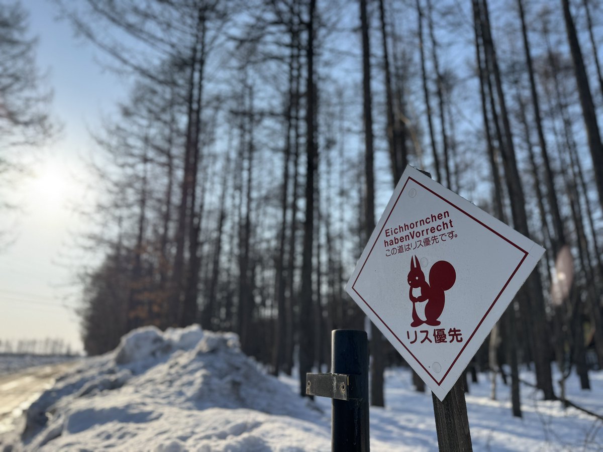 北のキャメラ@十勝でシマエナガ撮る人 tweet media