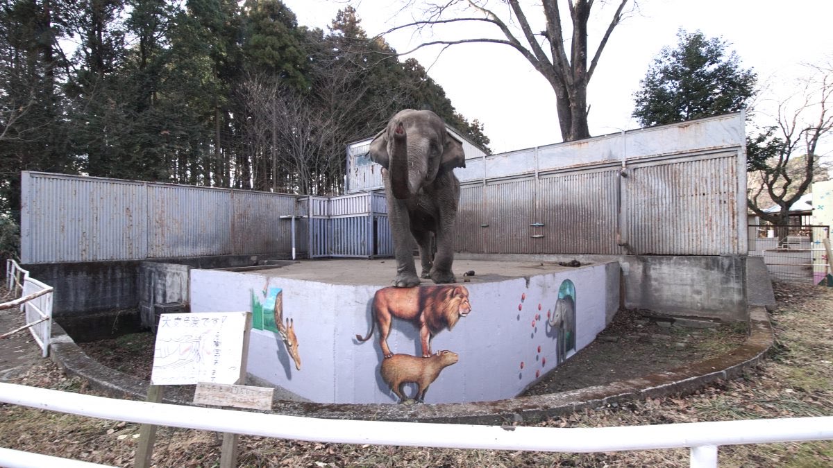 Anika 🐘🦍🦧🦒🇨🇦🇵🇰 tweet media