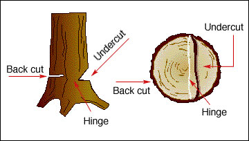 Kaleb Lynch tweet media