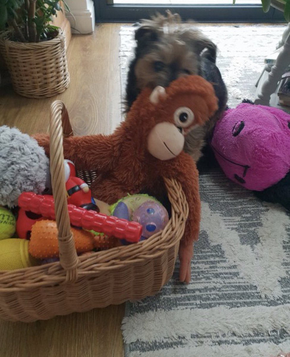 Mr Trebus aka Treebs 🐶🌈BoBoes aka Bear Cub🐻🌈 tweet media