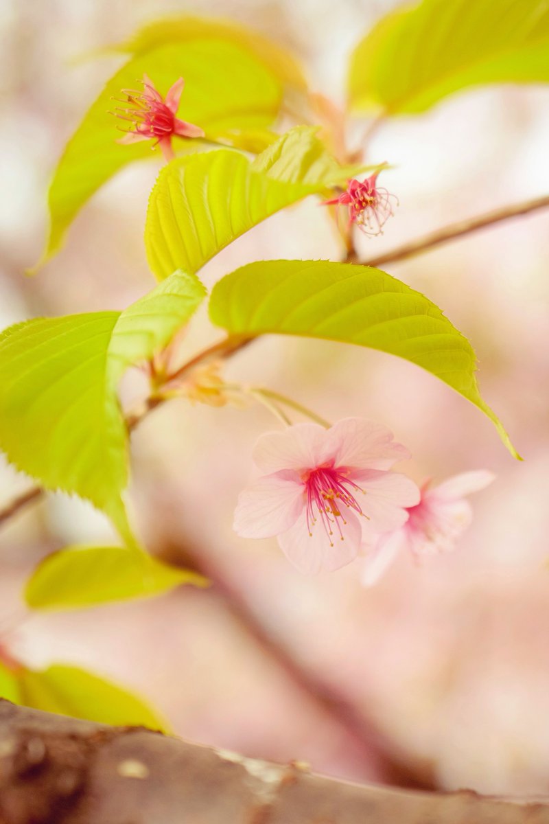 ROG FLOW T tweet media