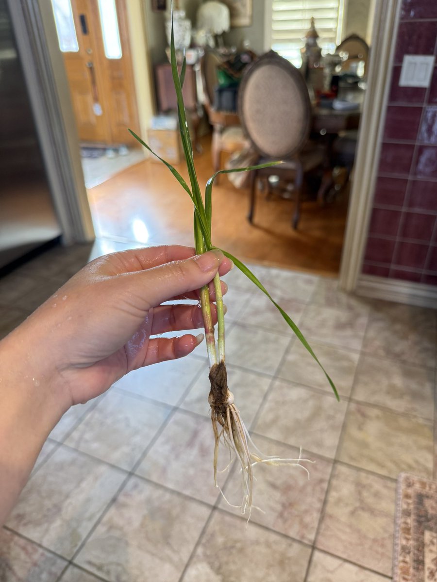 Lucia🍊🍊🇺🇸🇺🇸榜一姐 tweet media