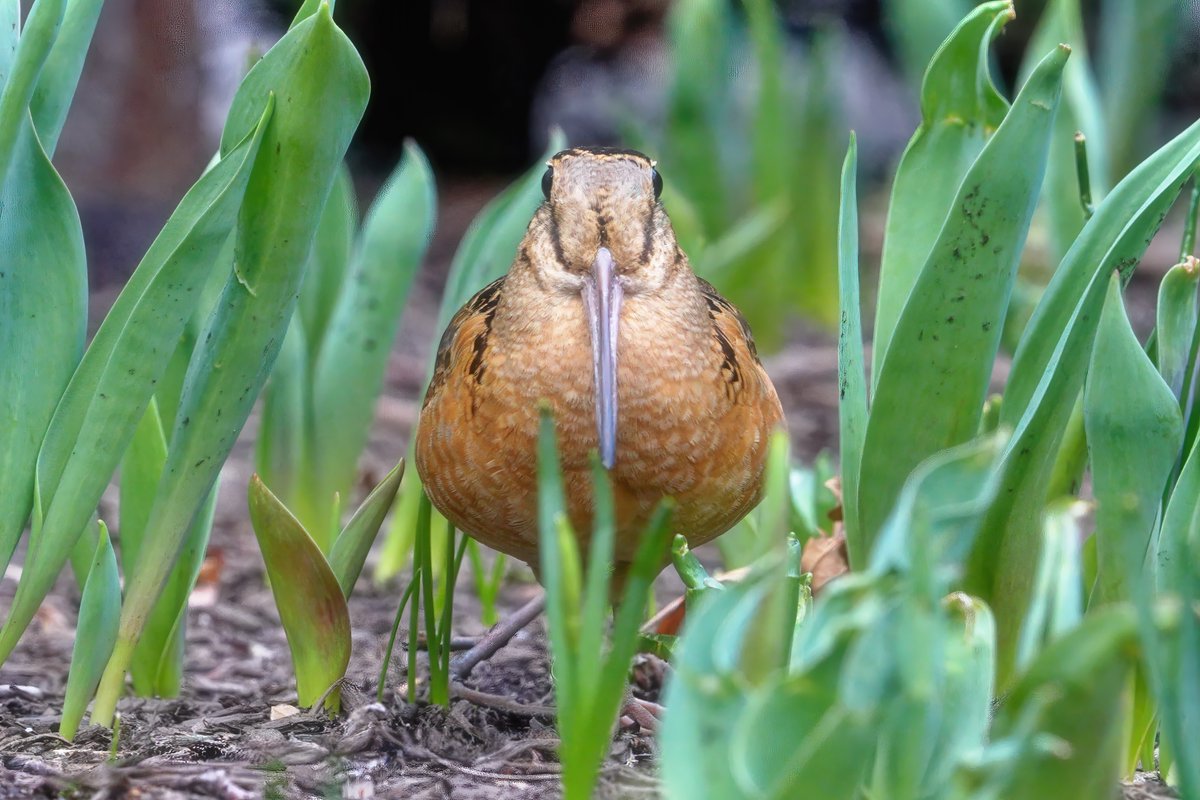 Ron Birds tweet media