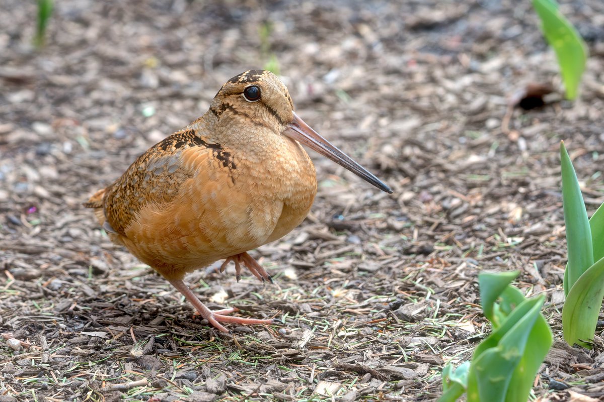 Ron Birds tweet media