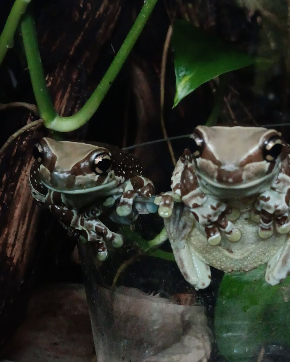 ReidParkZoo's tweet image. Hang on, buddy! 🐸

Get by with a little help from some of our friends from the Conservation Learning Center. If you haven't seen the Big and Small gallery wall, you now have plans for the weekend.
📸: Security/Janitorial Team Travis

#Frogs #AmazonMilkFrog #ReidParkZoo