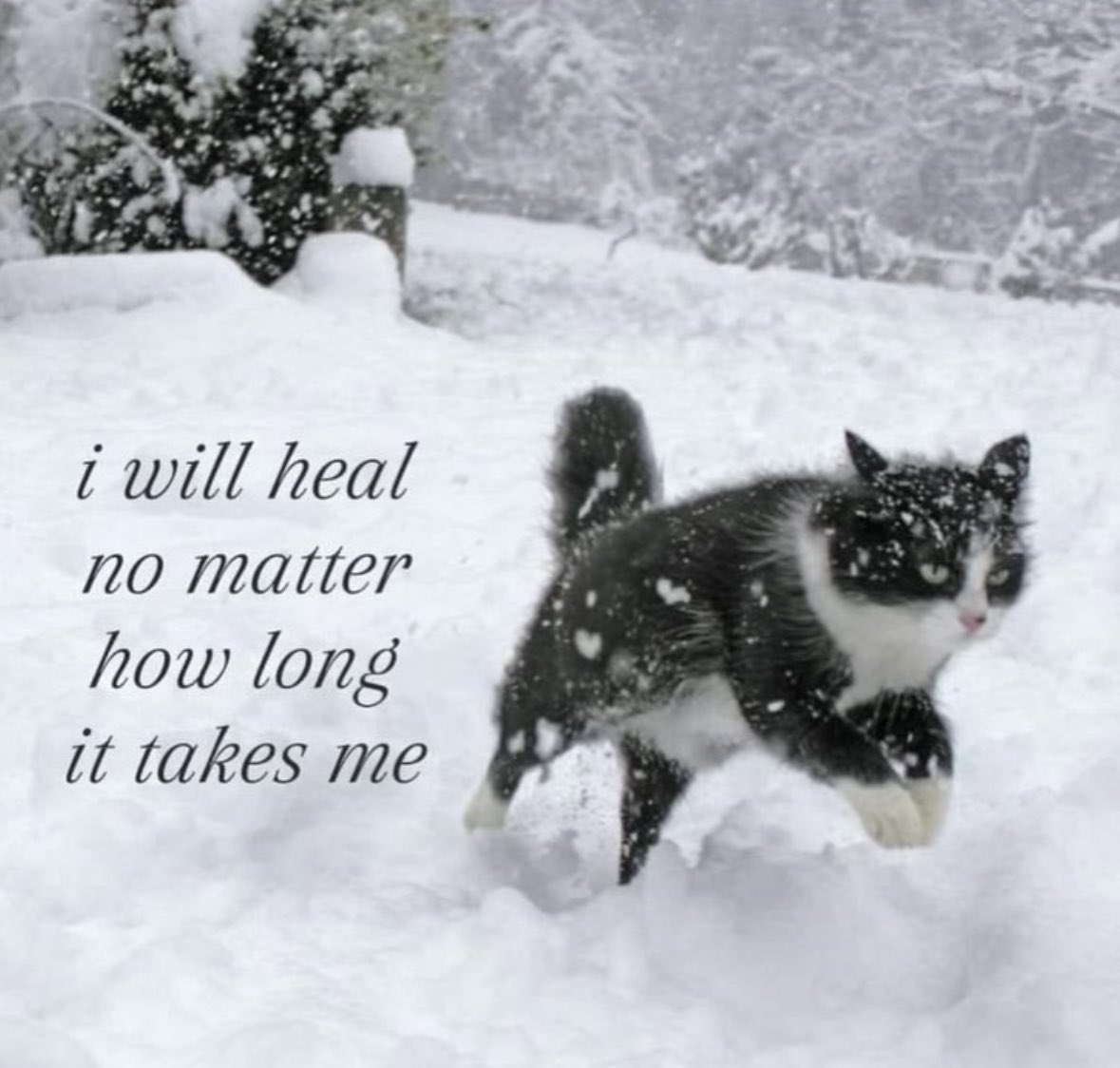 ✧ (@northstardoll) on Twitter photo 