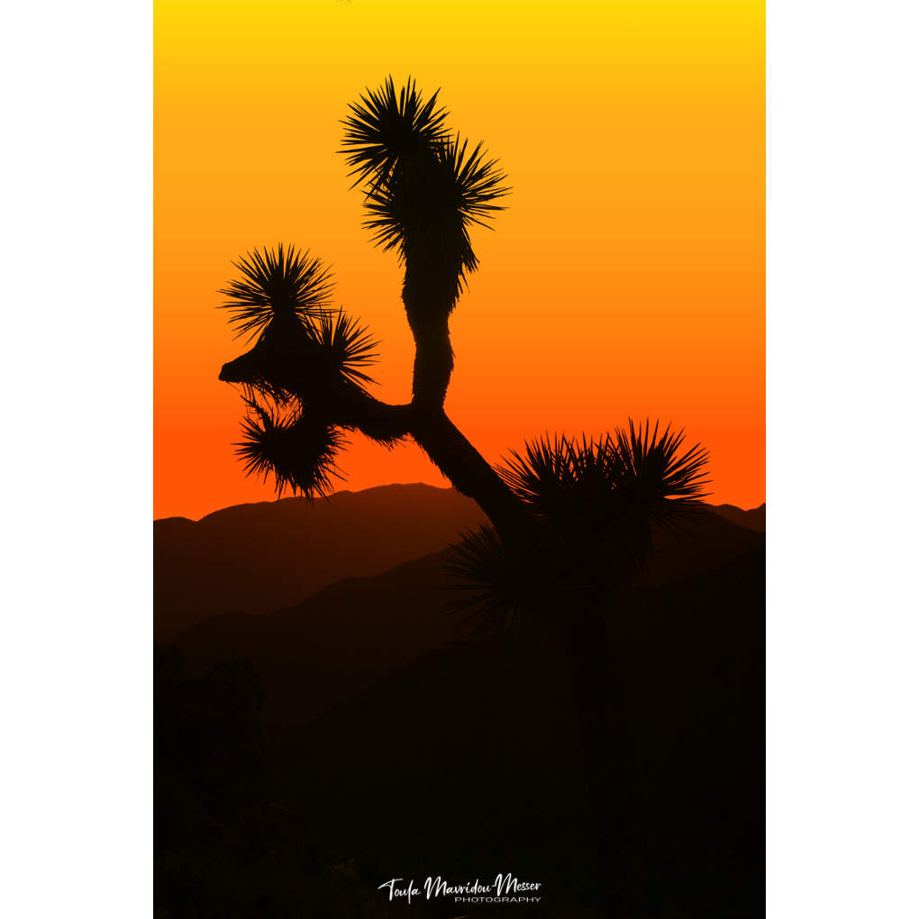 Toula Grayce Mavridou-Author & Photographer-No DMs tweet media