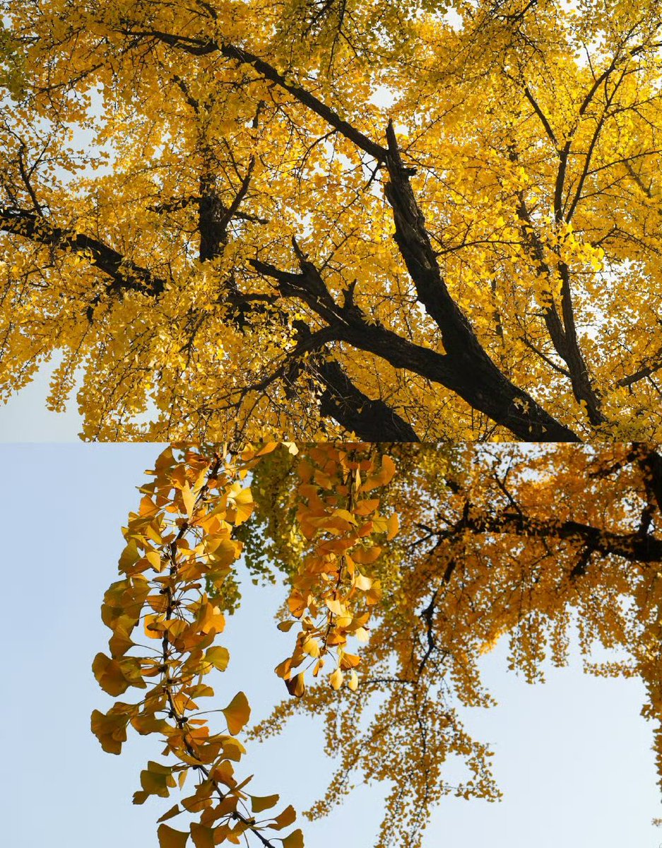 arronyea tweet media