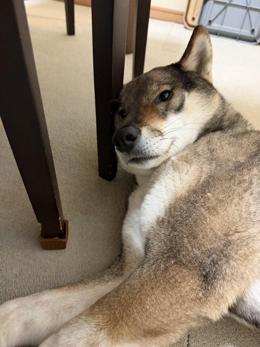 kichitada tweet media