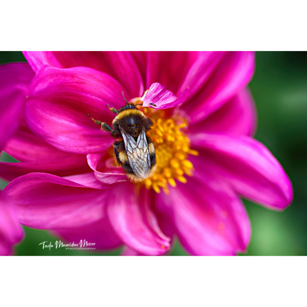 Toula Grayce Mavridou-Author & Photographer-No DMs tweet media