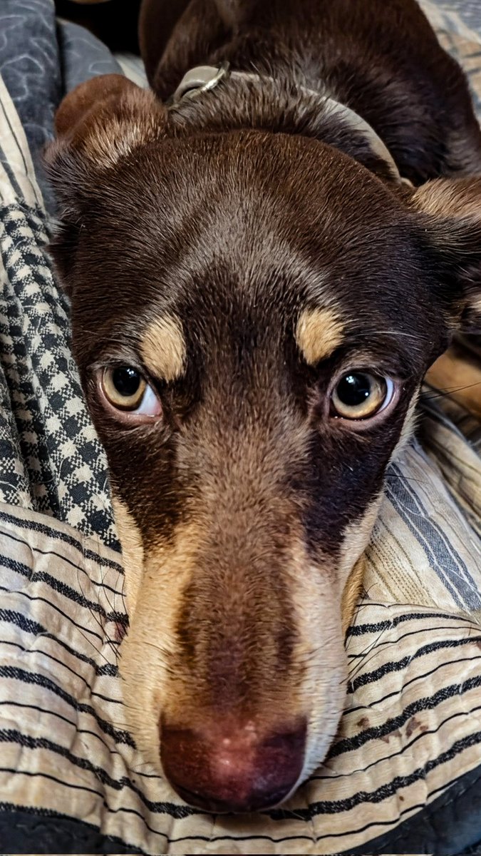 Cosmic Cowboy tweet media