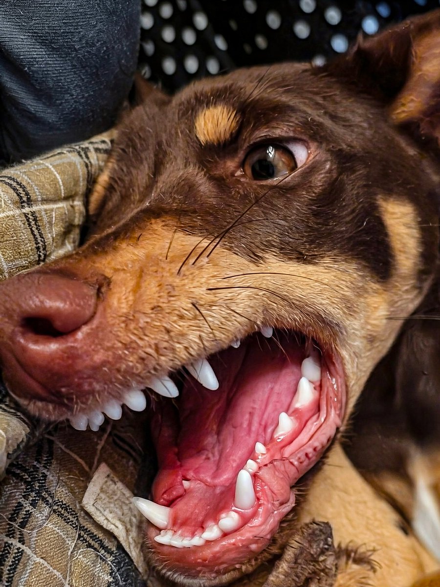 Cosmic Cowboy tweet media