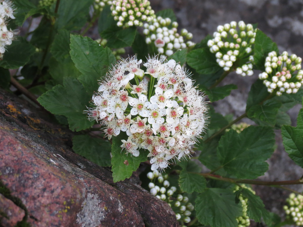 Credit Valley Conservation tweet media