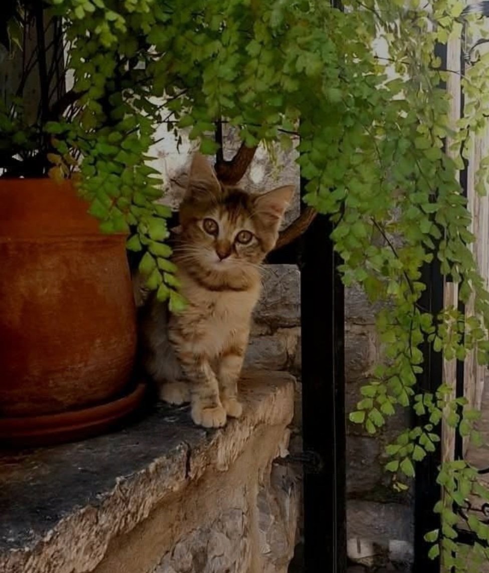 🐝 🍀 FOV 🍀🐝 tweet media