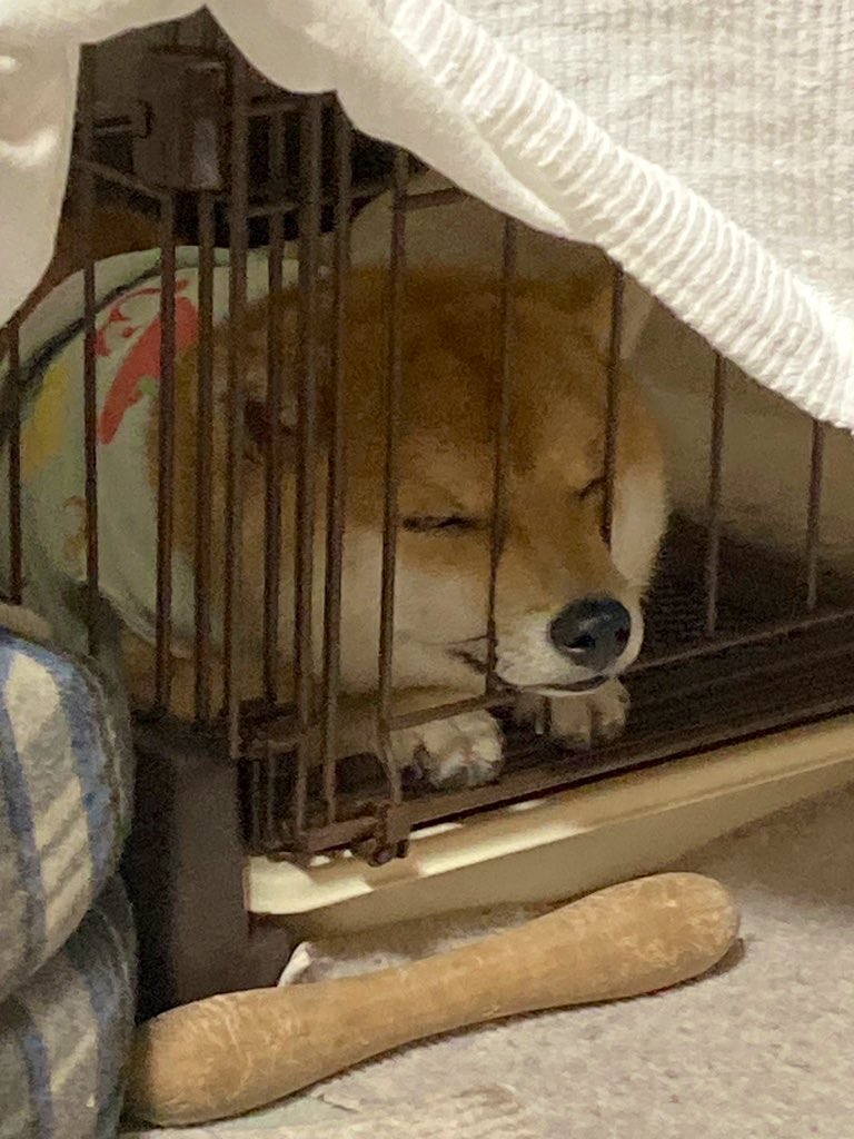 お柴のゴン tweet media