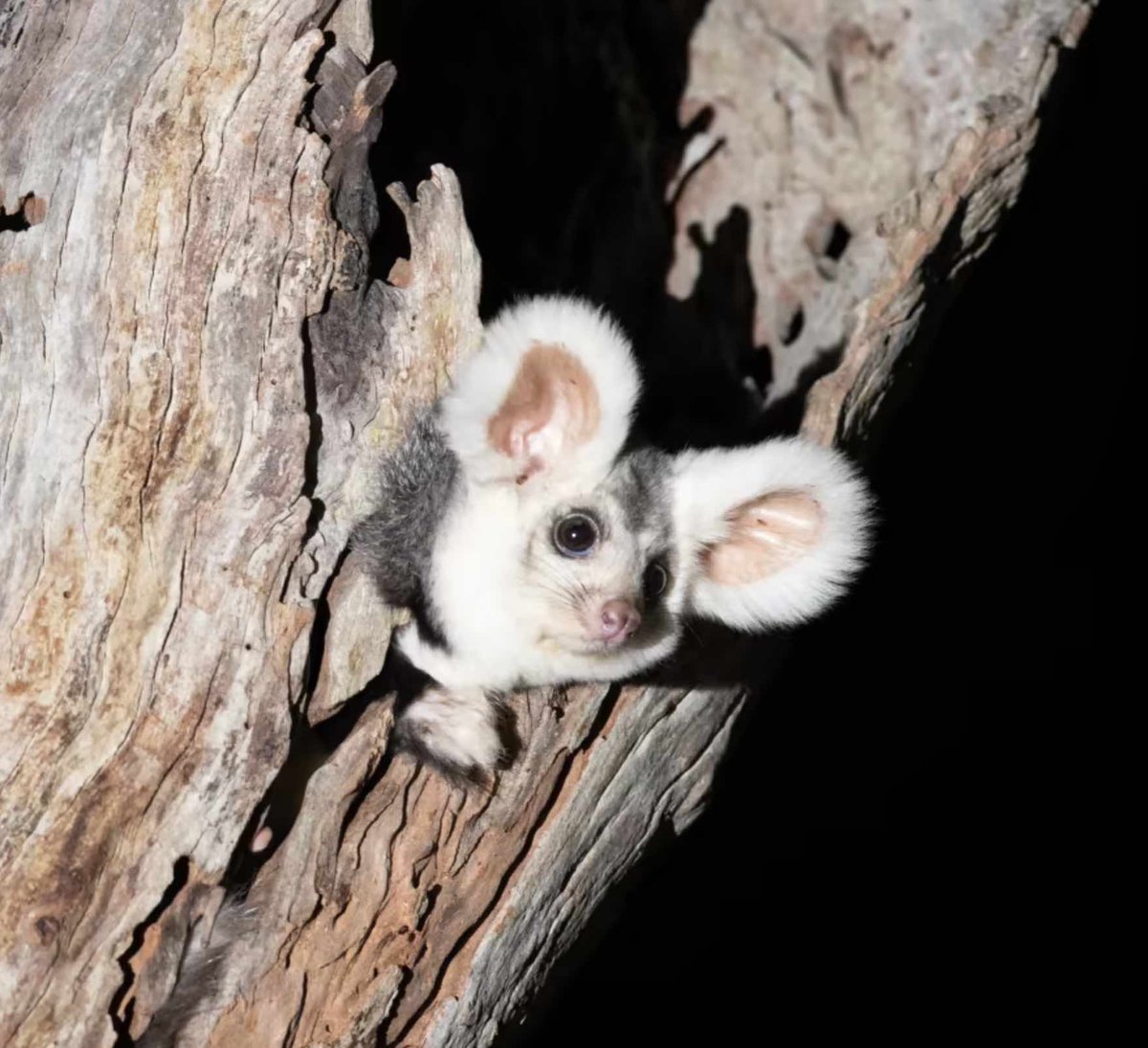 Meredith Stanton tweet media