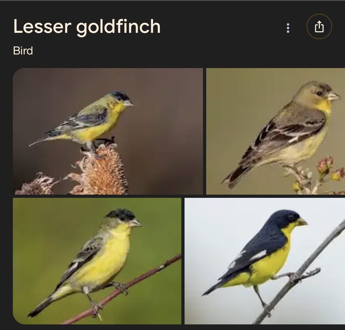 Pierre L’Fauex tweet media