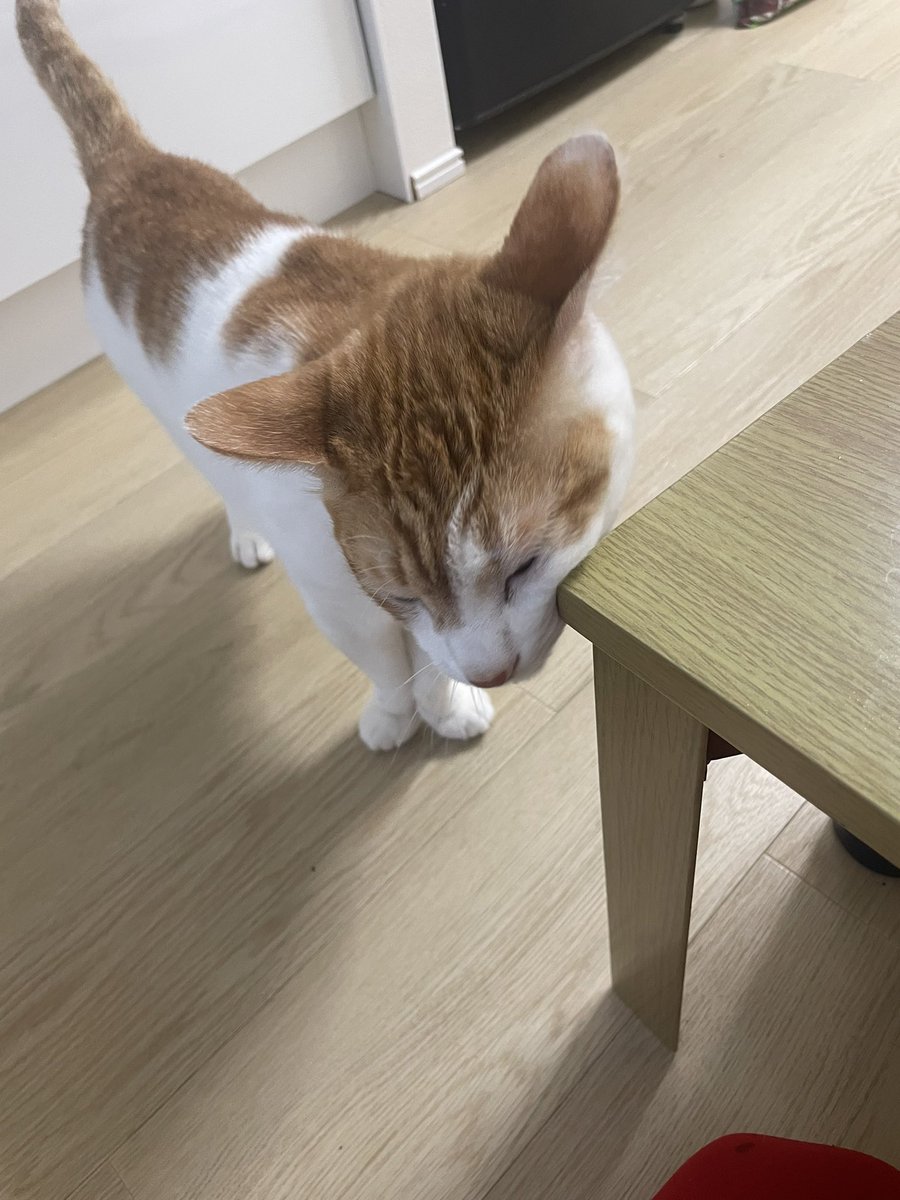 チャー坊 tweet media