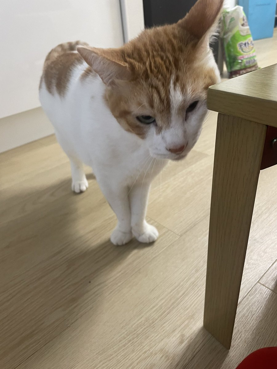 チャー坊 tweet media