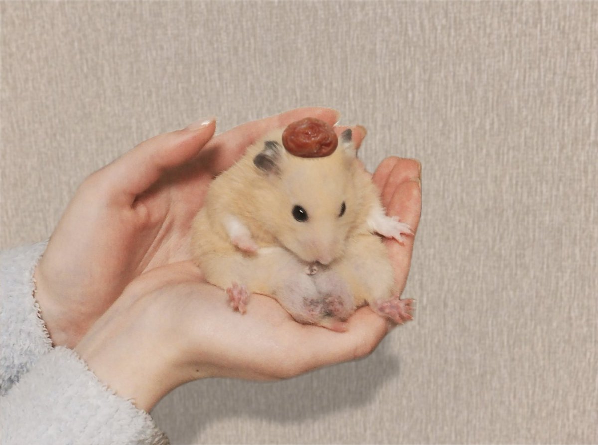 ﾐﾊにやさしく tweet media