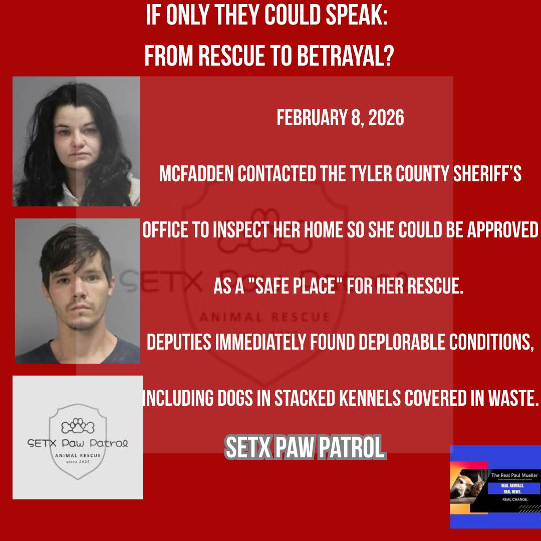 Paul Mueller tweet media