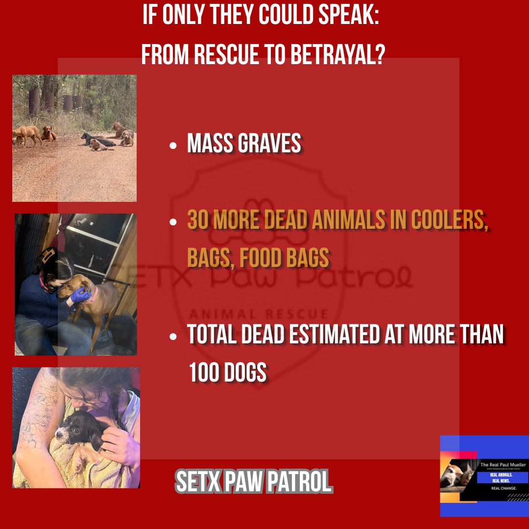 Paul Mueller tweet media