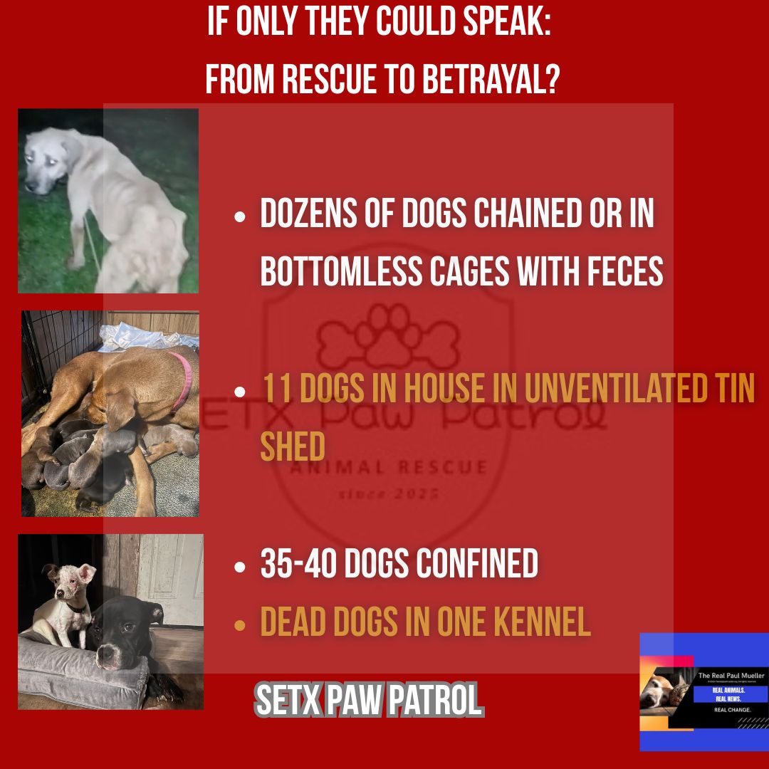 Paul Mueller tweet media