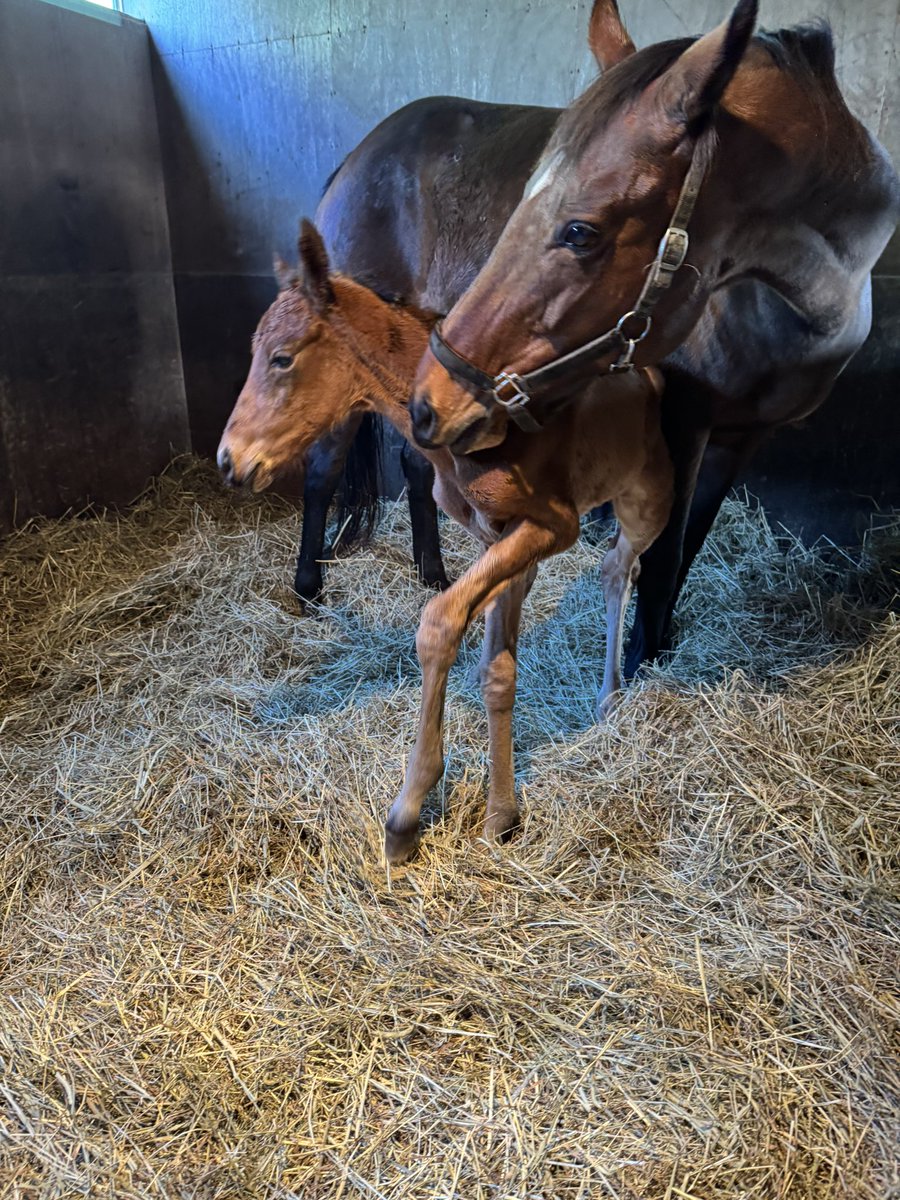 (有)アサヒ牧場 tweet media