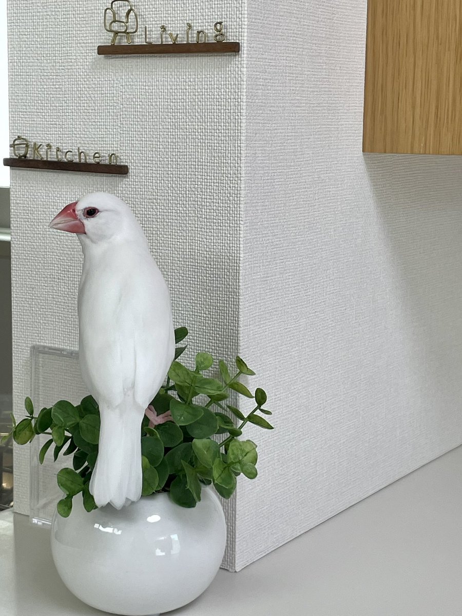 よんちゃ tweet media