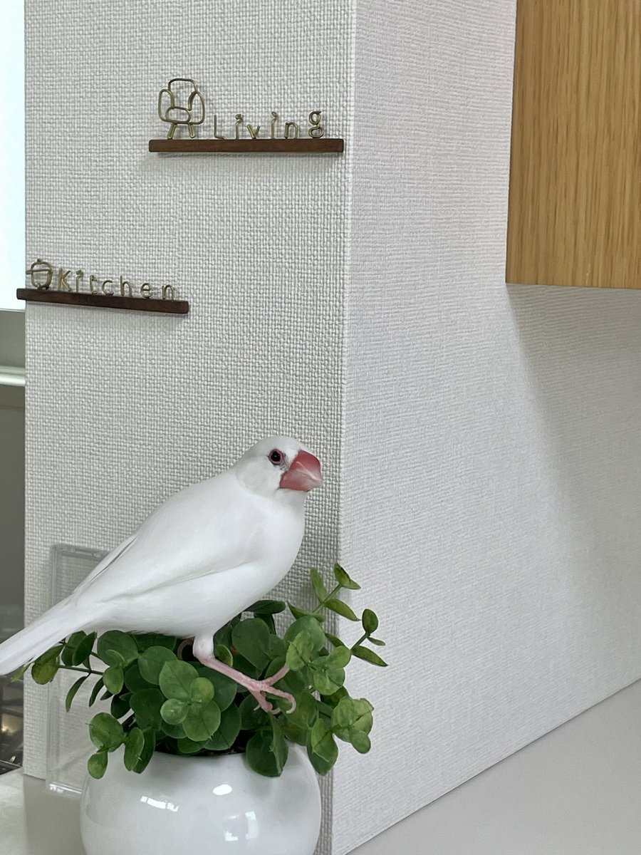 よんちゃ tweet media