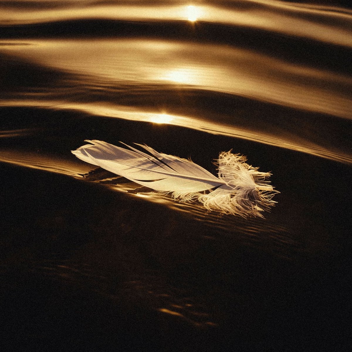 Said The Sky tweet media