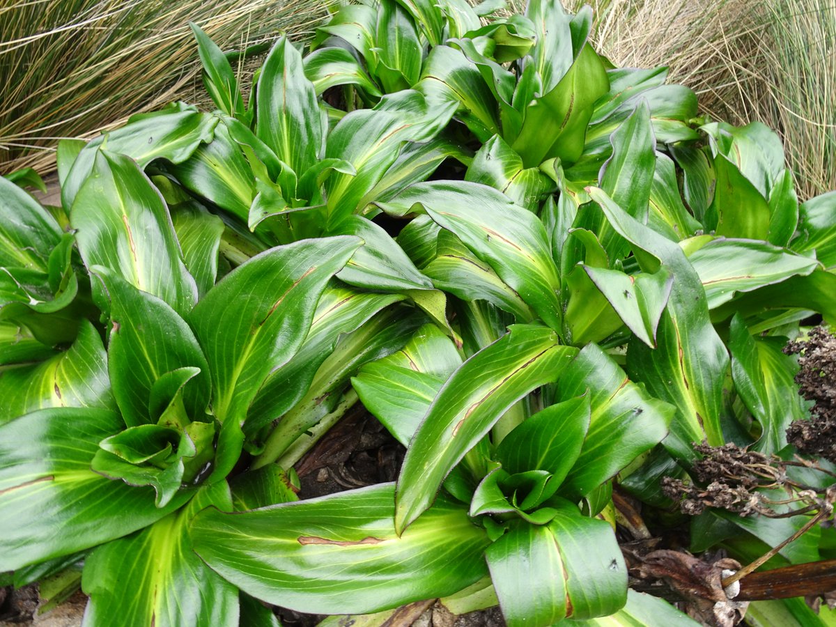 ferchinchin's tweet photo. ❝GREEN in NATURE is one thing, GREEN in LITERATURE is another. Nature and letters seem to have a natural antipathy that unites them and breaks them to pieces❞.
⭐ Virginia Woolf
🌿 𝑉𝑎𝑙𝑒𝑟𝑖𝑎𝑛𝑎 𝑝𝑖𝑙𝑜𝑠𝑎 Ruiz & Pav. ➤ 𝙲𝙰𝙿𝚁𝙸𝙵𝙾𝙻𝙸𝙰𝙲𝙴𝙰𝙴.
#Valeriana #Woolf https://t.co/05KG7niObZ