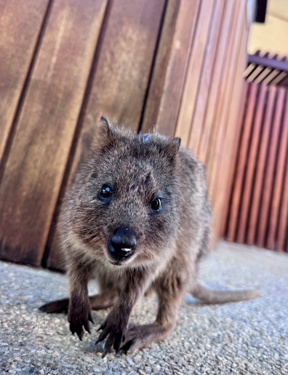 FireFly Metals tweet media