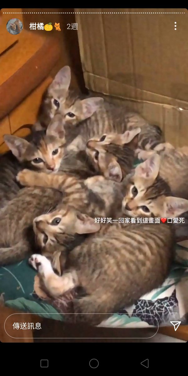 DaWugu's tweet photo. @UwUChenBaby 清不完……想想那時候送了5胞胎給我的貓媽媽……瞬間一個頭兩個大 https://t.co/gGz2RCxPKo
