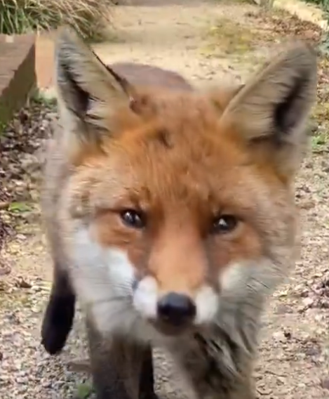 themastarata's tweet image. Today's screencapture contest: @who can get closest ears all in shot? I'll go first - trust - in ain't easy - the quick brown fox about to jump over the lazy #dogsofwar - sorry x.com/NY10Neighbors/… u been #israeled -