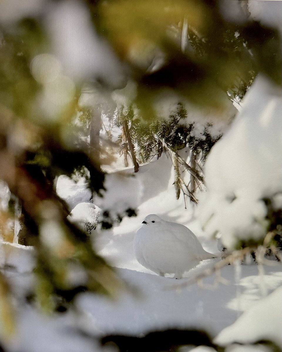 やぎちゃん🏔️長野の登山YouTuber tweet media