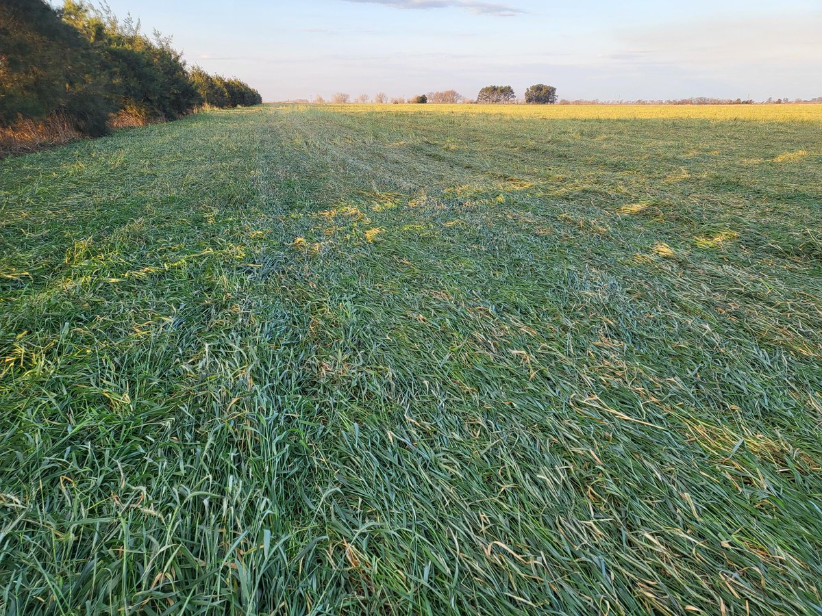 Rodolfo Mussio tweet media