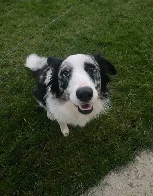 I just read a story about a Dog which was literally saved by an AI Agent.

The owner of this dog managed to use an AI agent to quite literally find a cancer vaccine

WE NEED TO SEND THIS AGENT ASAP WITH BUYBACK

The Agent who saved the Dog is named AlphaFold

The owner spent